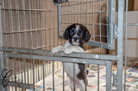 sis2.pup|pups gratis af te halen.